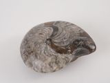 an image of a fossilized shell on a white surface