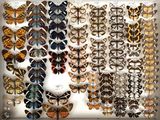 many different types of butterflies on display in a white box