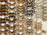 many different types of butterflies on display in a display case