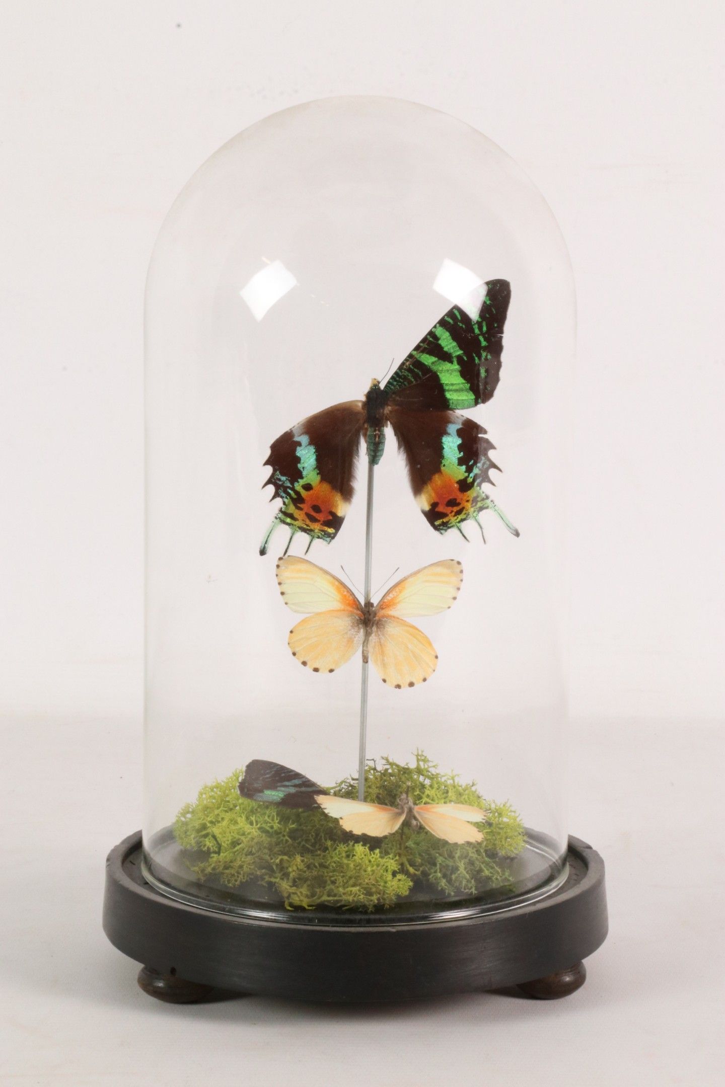 Objets d'art & Curiosités