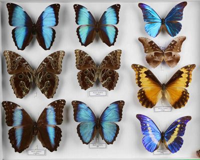 de nombreux papillons exposés dans une vitrine