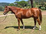 un cheval brun qui se tient debout dans l'herbe