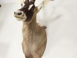 deux têtes d'antilope accrochées au mur d'une pièce