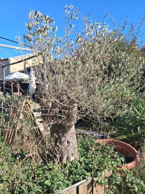 a tree that is growing out of a fence