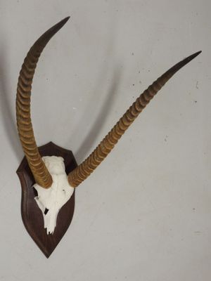 une tête d'antilope empaillée accrochée au mur, avec de longues cornes