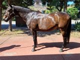 un cheval brun qui se tient sur le trottoir