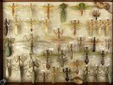 many insects that are on display in a wooden frame