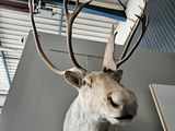 a deer head mounted on the wall of a building
