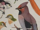 a lot of birds that are sitting on a tree branch