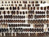 a lot of beetles on display in a display case