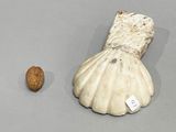 a shell and a walnut on a table