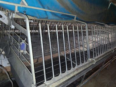 de nombreux poulets dans une cage, à l'intérieur d'un bâtiment