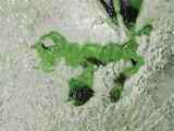 a green substance on the ground next to a pair of scissors