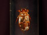 un gros plan d'un insecte dans un récipient en verre posé sur une surface violette