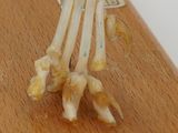 a small piece of wood with a skeleton hand on top of it