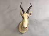 une tête d'antilope accrochée au mur sur un fond gris