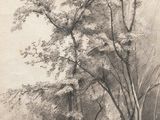 an image of a drawing of a tree in a rocky area