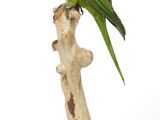 a green parrot perched on a branch on a white background