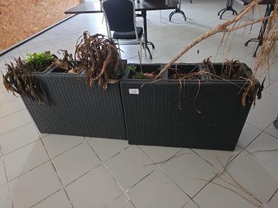 une jardinière contenant quelques plantes