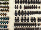a lot of beetles that are on the wall
