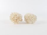 une paire de boucles d'oreilles en corail blanc sur fond blanc