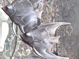une sculpture représentant un poisson en argent, posée sur un socle devant un miroir