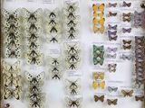 many different types of butterflies displayed in a display case
