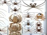 many different types of spiders displayed in a display case