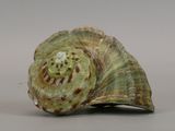 a green shell with a small white dot on it