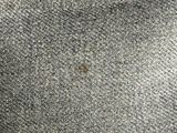 punaise de lit sur la moquette d'une chambre d'hôtel