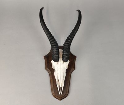 un crâne d'antilope accroché au mur, doté de longues cornes