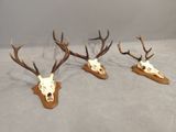 three deer skulls mounted on wooden bases with antlers on them