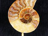 an ammonite fossil is displayed on a stand on a black background