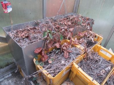 de nombreux bacs remplis de feuilles et de brindilles à l'intérieur d'une serre