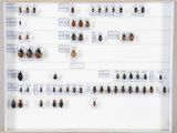 de nombreux insectes exposés dans une vitrine