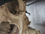 a small insect that is sitting on a piece of bone