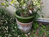 a plant that is sitting in a pot on the ground