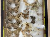 a picture of a picture of moths in a frame