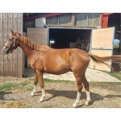un cheval brun debout devant une grange