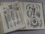 two open books with drawings of plants and animals on them