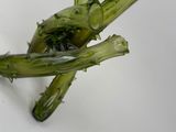 a piece of broccoli that has been cut in half