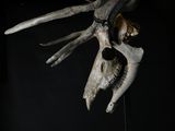 a skull of a deer with antlers on a black background