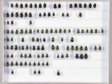 de nombreux coléoptères exposés dans un cadre blanc