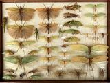 a lot of insects that are on display in a wooden frame