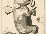 drawing of an elephant sitting on its hind legs with its back to the camera