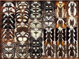 many different types of butterflies in a wooden box
