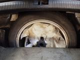 a close up of a car ' s tire with a cloth on it