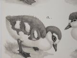 three birds that are sitting on the ground together