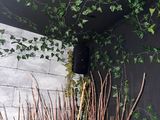 une plante qui pousse à partir d'une plante en pot