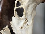 skull of a ram with horns and horns on a wooden stand